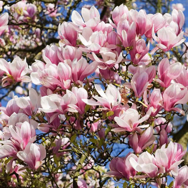 Magnolie