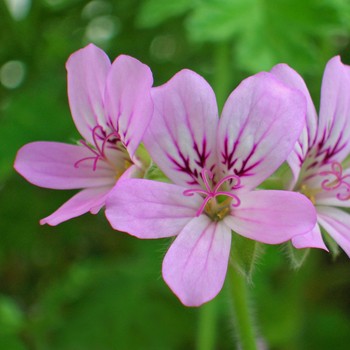 Geranium (Pelargonie)