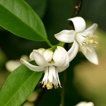 Pomerančový květ (Neroli)