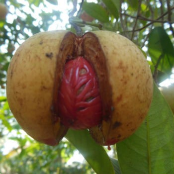 Muškátový oříšek