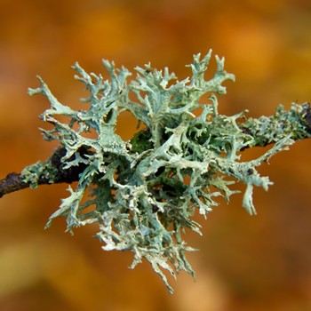 Lišejník (Oakmoss)
