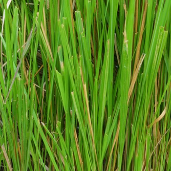 Vetiver