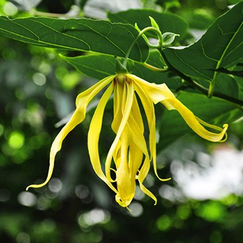 Ylang Ylang