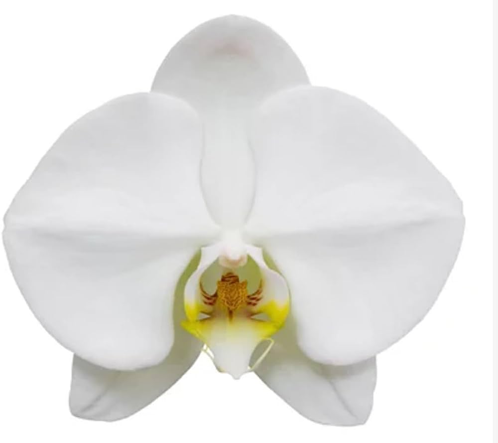 Orchidej