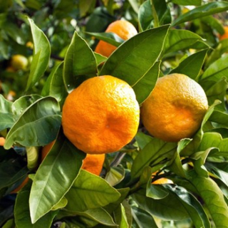 Mandarinka